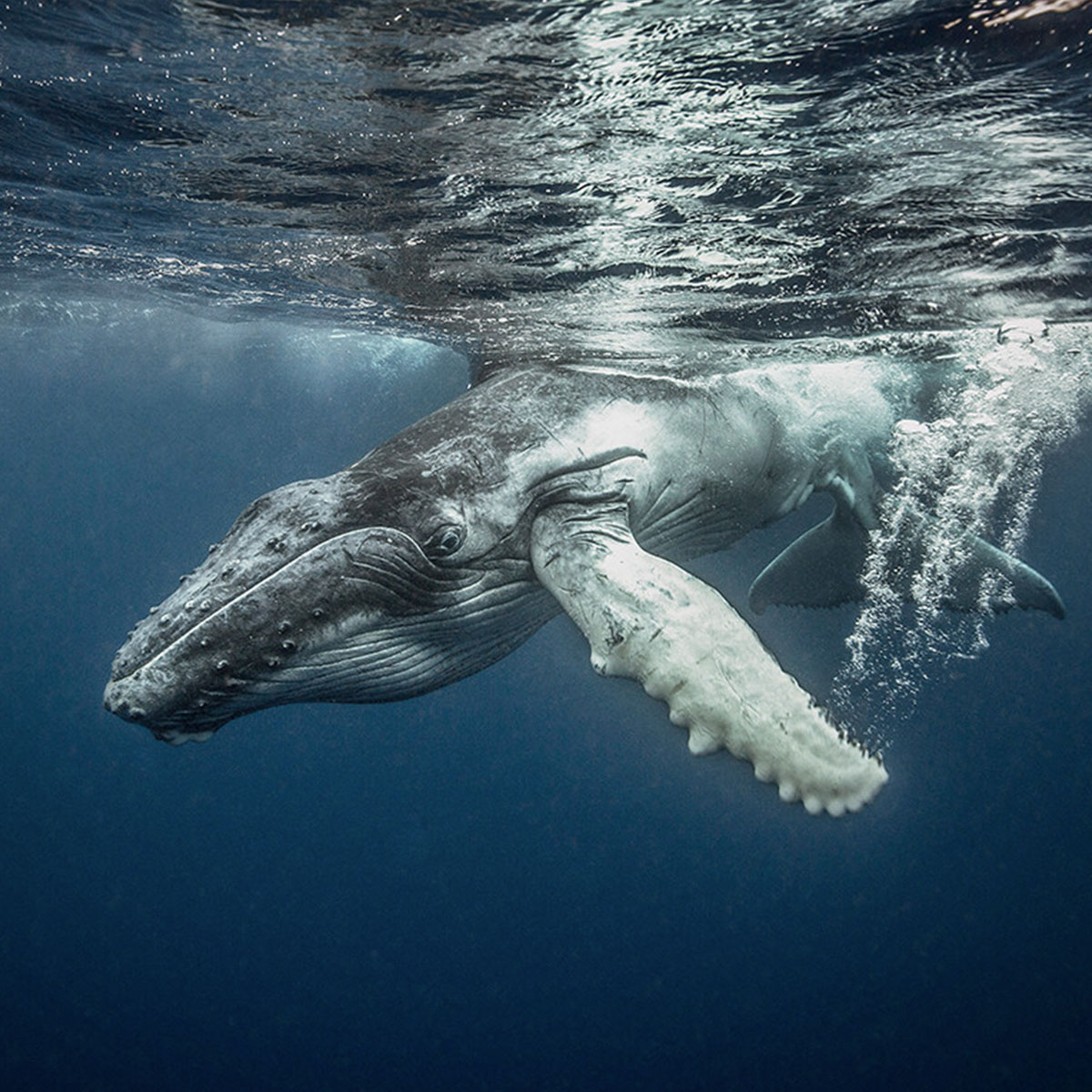 Ocean Conservancy - Truly Heroic