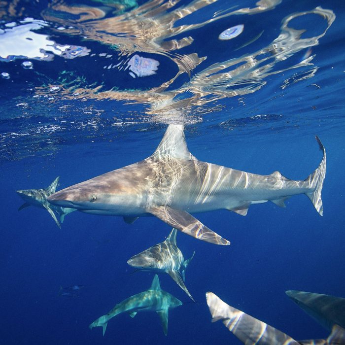 One Ocean Diving Open Water Shark Snorkel