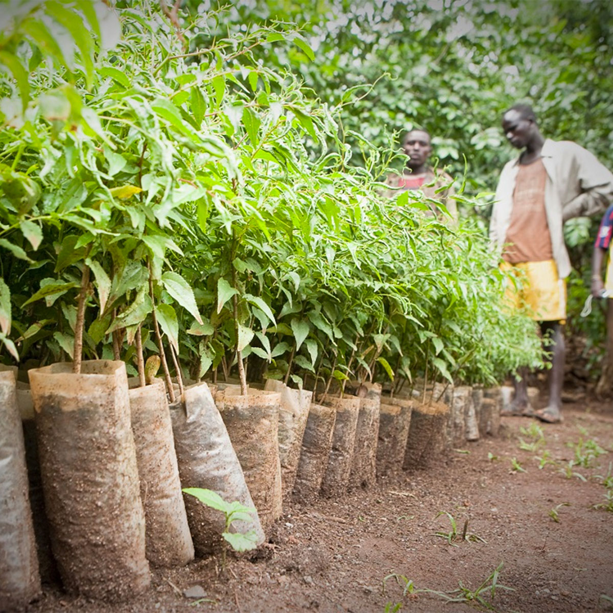 Trees For The Future - Truly Heroic